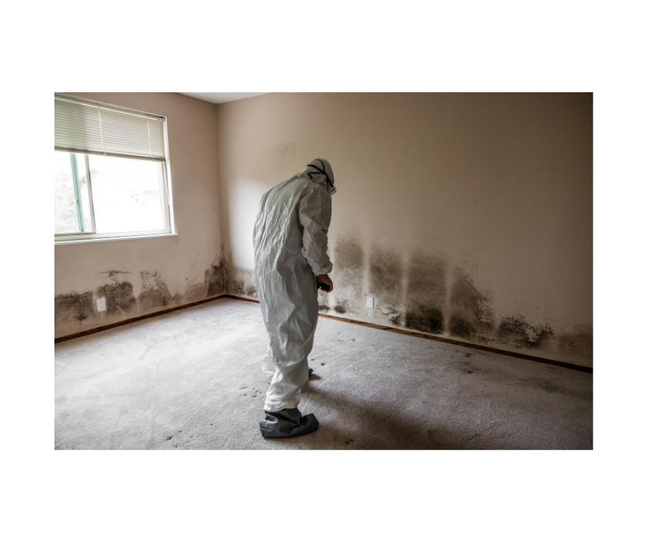 Mold Remediation